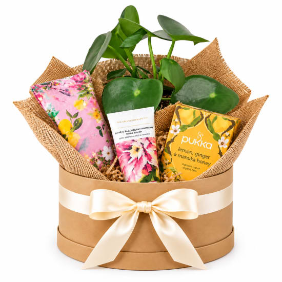 🌿💕 A Moment Of Calm Plant Hamper 💕🌿 - Standard