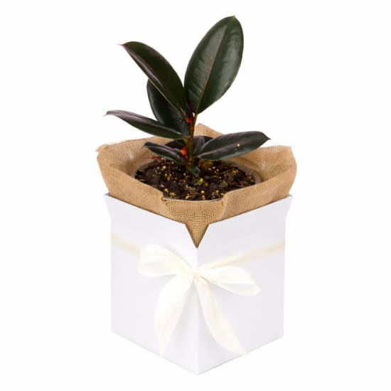 Burgundy Ficus Rubber Plant - Standard