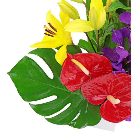 Resplendent Rainforest - Standard