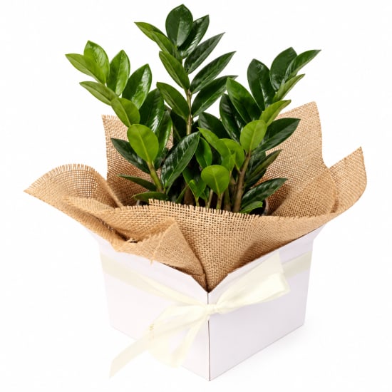 🌿🤍 Zanzibar Zen Plant Gift 🤍🌿 - Standard