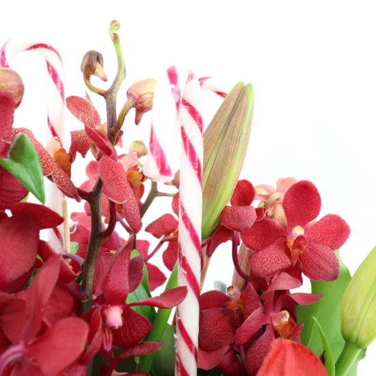 Making Christmas Magic - Standard