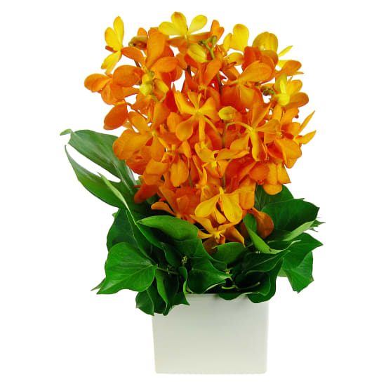 Rare Gem Orchid Arrangement In White Ceramic Vase - Standard