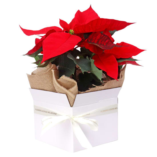 Gift Boxed Poinsettia - Standard