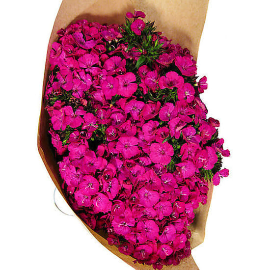 Sweet William - Deluxe