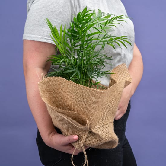 Parlour Palm Plant - Standard