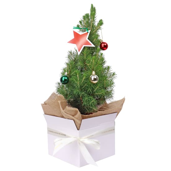 Gift Boxed Christmas Tree  - Premium