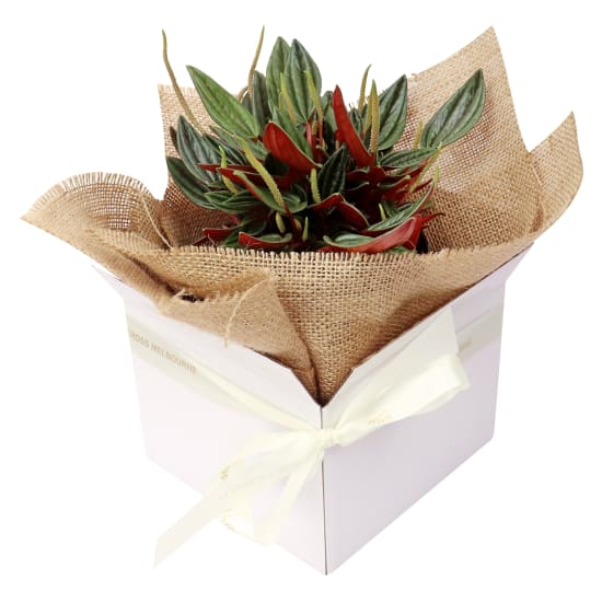 Peperomia Rosso - Standard