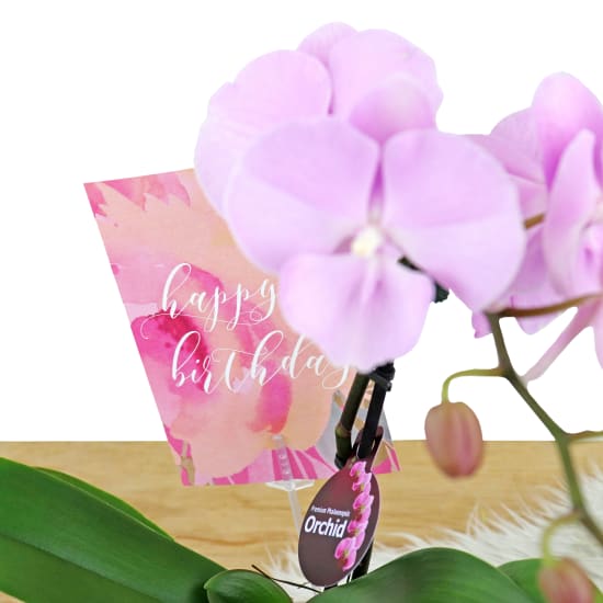 Birthday Orchid Plant In Glass Fish Bowl - Standard
