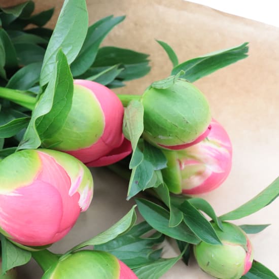 Peonies - Standard (view 3 of 5)