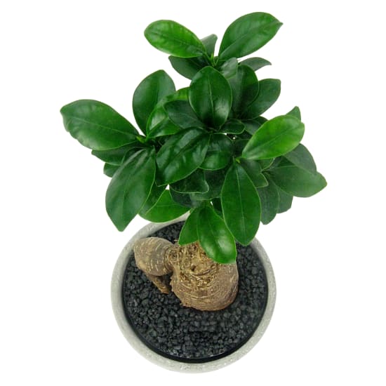 Forest of One Ficus Bonsai - Standard