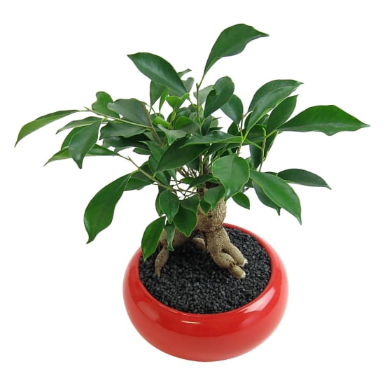 Ficus Bonsai with Red Pot - Standard