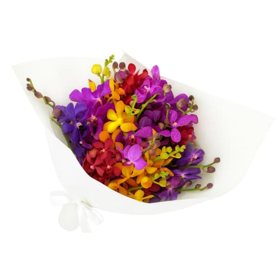 Orchids - Premium