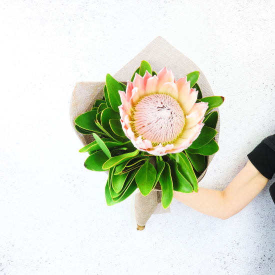 King Protea - Standard