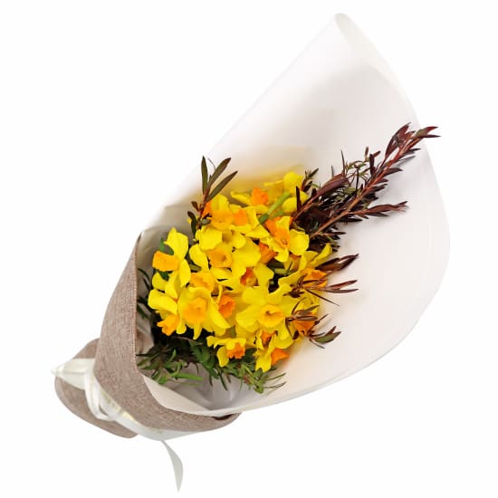 Little Jonquils - Standard