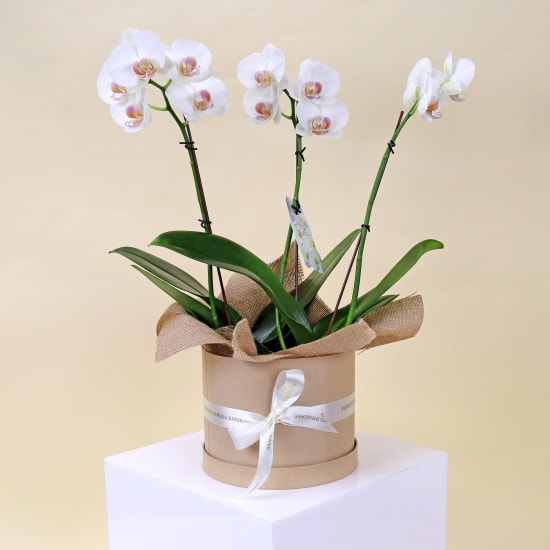 Orchid Duo Harmony - Standard