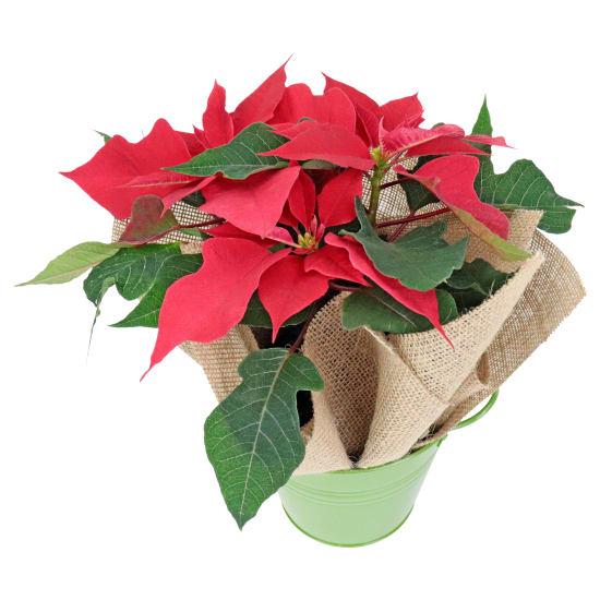 Festive Poinsettia Bucket - Standard