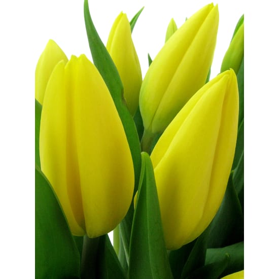 Sweet Simplicity - Deluxe