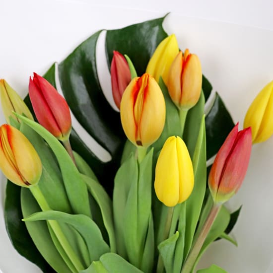 Mixed Bright Tulips Bunch - Standard
