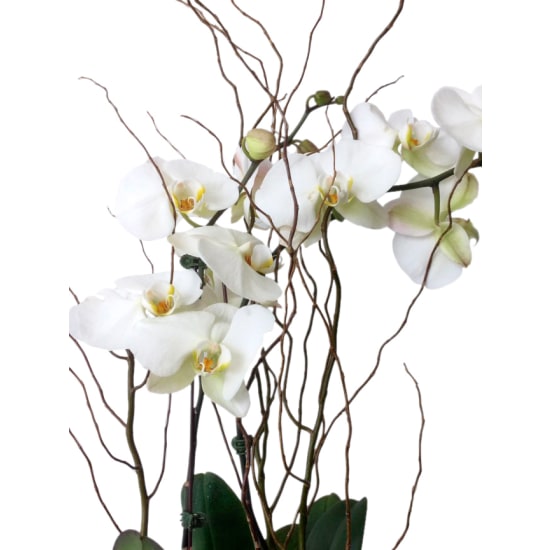 Be Bold Orchid Plants In Glass Fish Bowl - Standard