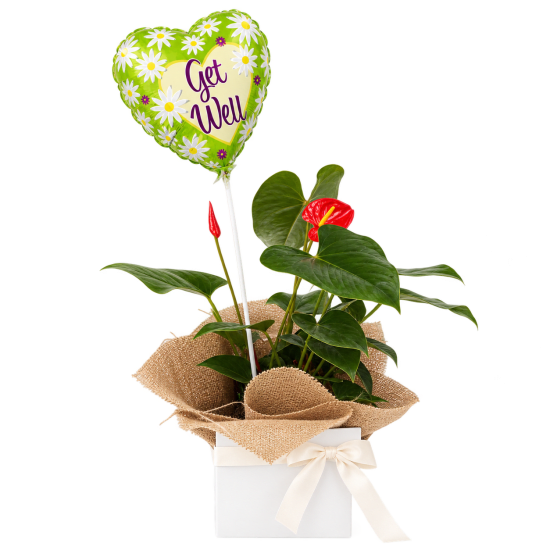 💚🌿 Get Well Wishes Anthurium 🌿💚 - Standard