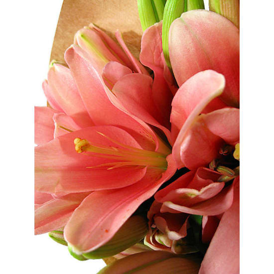 Lily Bunch - Deluxe