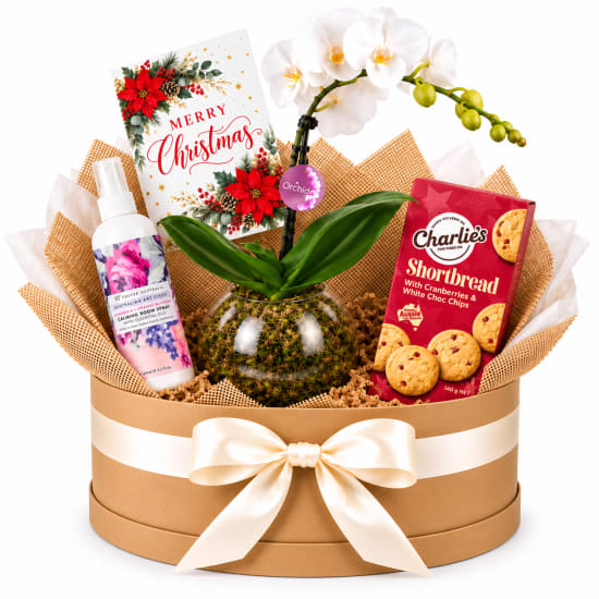 🎄🤍 Christmas Orchid & Sweet Serenity Plant Hamper 🤍🎄 - Standard