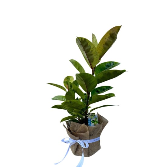 Ficus Shivereana Plant 200mm - Standard