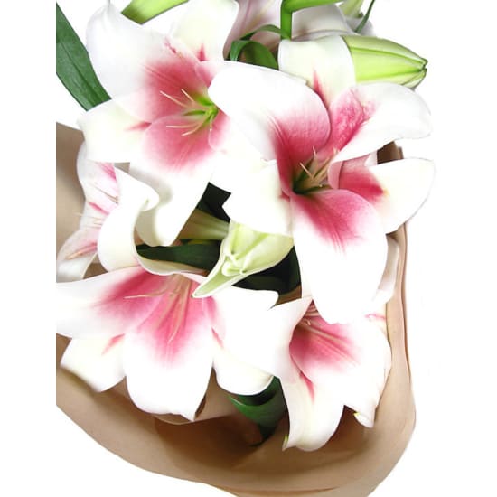 Christmas Lilies - Standard