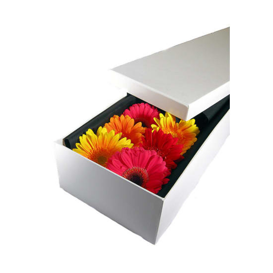 Boxed Gerberas - Standard