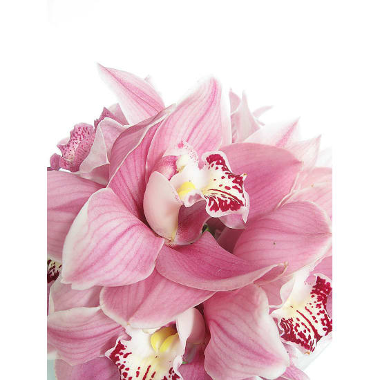 Cymbidium Orchid Vase - Standard