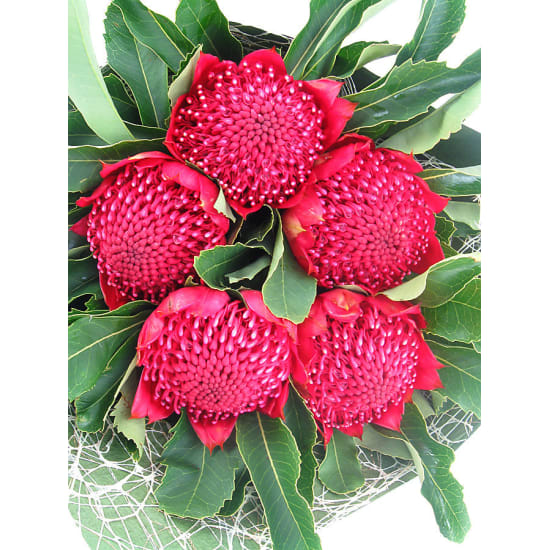 Waratah Bunch Online Florist Sydney