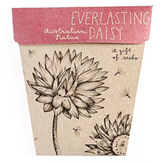 Everlasting Daisy Seeds - Standard