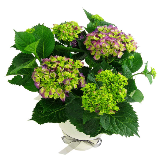 Hydrangea Plant - Standard