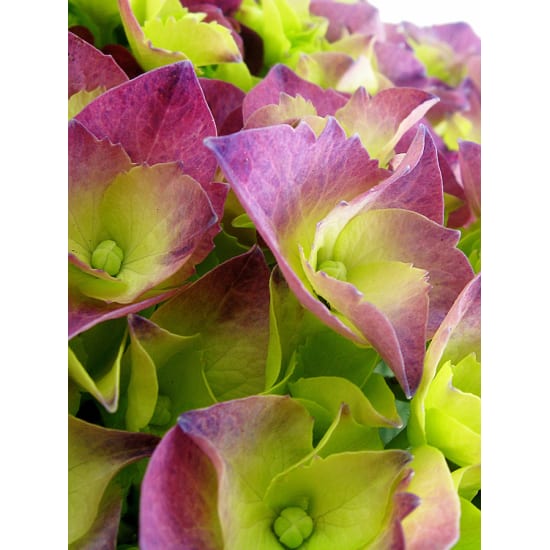 Hydrangea Plant - Standard