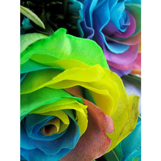 Valentine's Rainbow Roses - 6 Roses (Half Dozen)