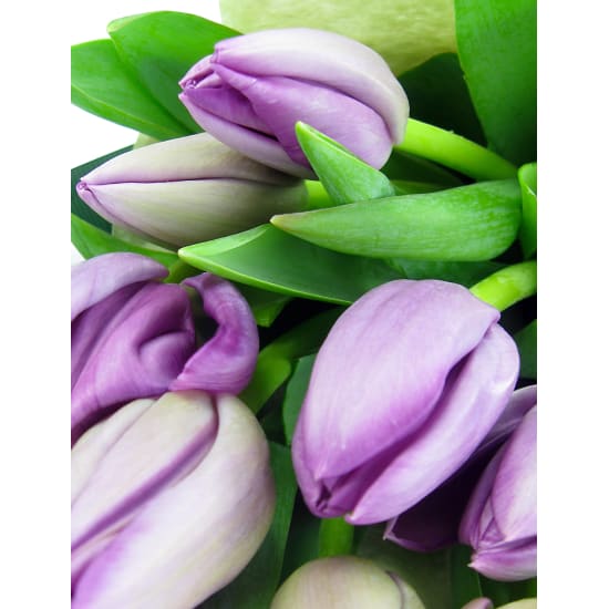 Mauve Tulip Bunch - Standard