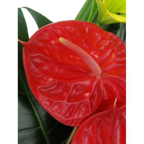 Resplendent Rainforest - Standard