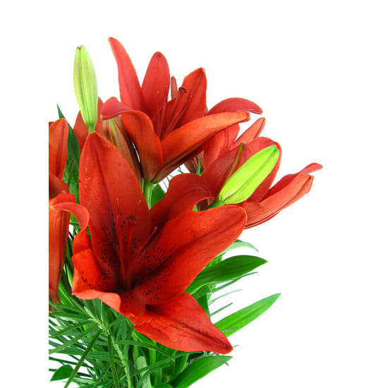 Lilies in a Vase - Standard
