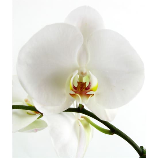 Phalaenopsis Orchid - Standard