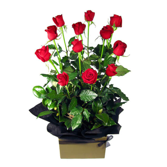 Presentation - 12 Roses (One Dozen)
