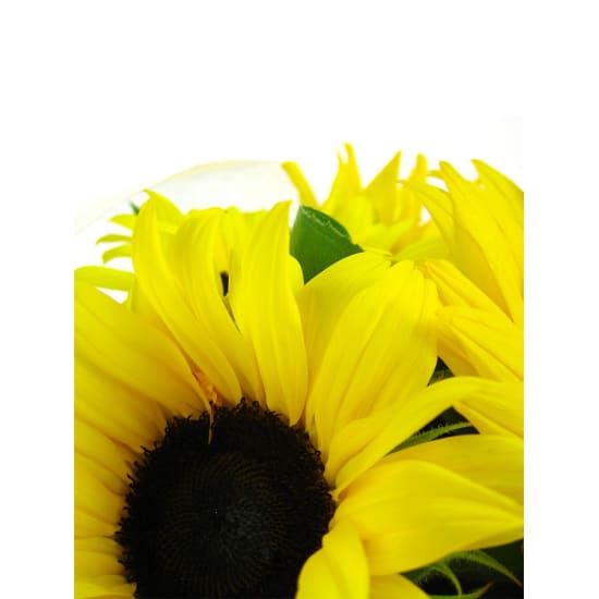 Sunflowers - Standard