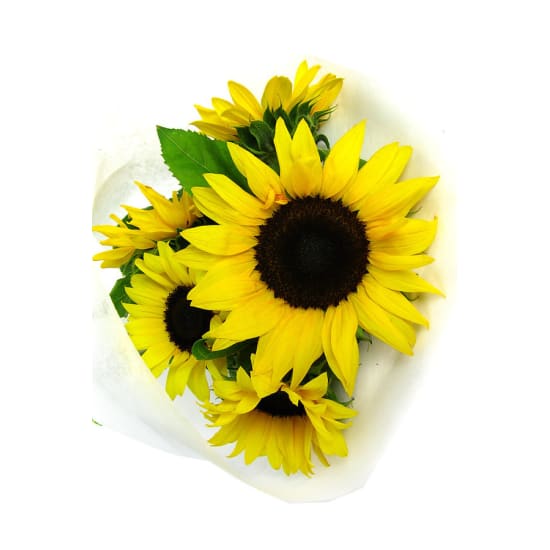 Sunflowers - Standard