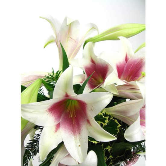 Festive Xmas Lilies - Standard