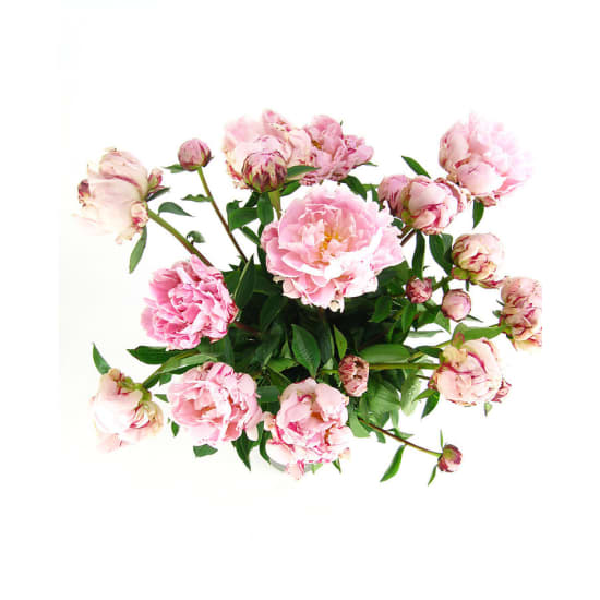 Peonies In A Vase - Standard
