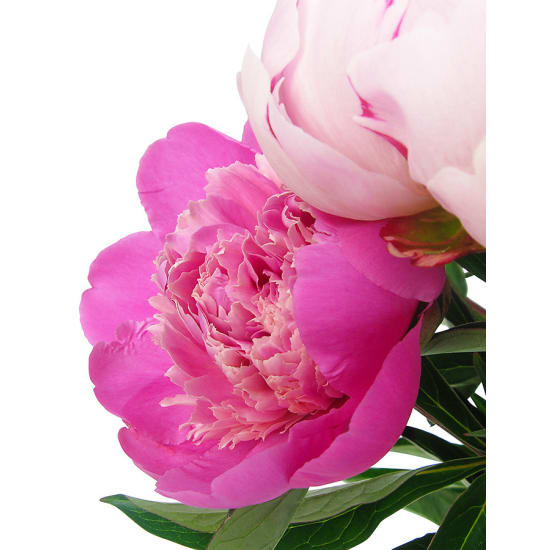 Peonies In A Vase - Standard