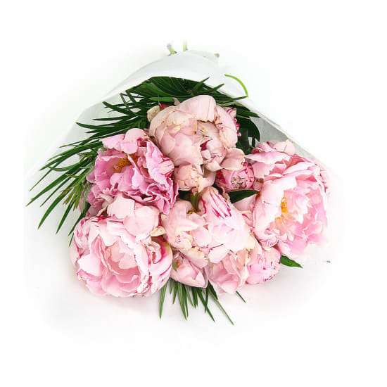 Peonies - Standard