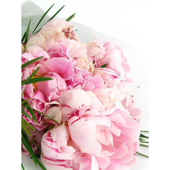 Peonies - Standard