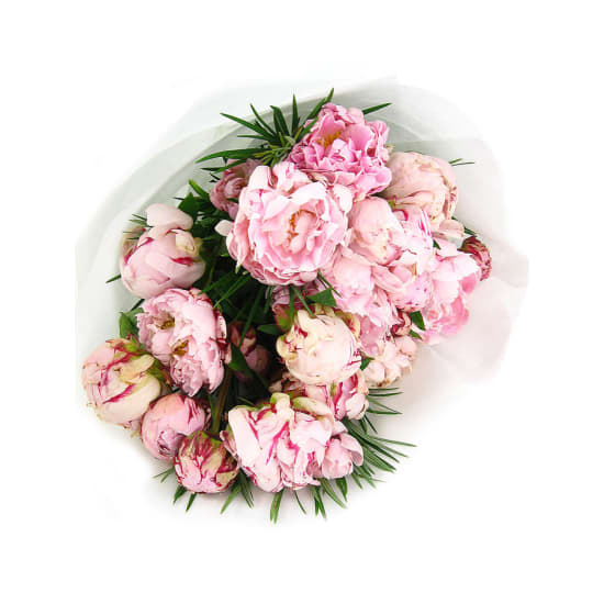 Peonies - Premium
