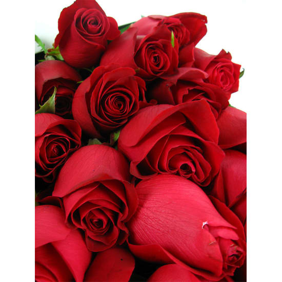 24 Elegant Roses - 24 Roses (Two Dozen)