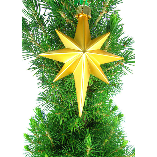 Living Christmas Tree - Standard